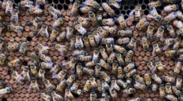 A close up photo of some bees.